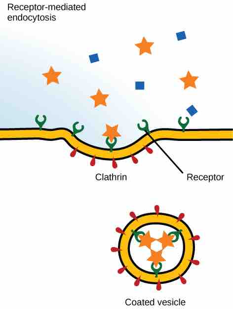 Receptor-Mediated Endocytosis