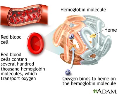 Hemoglobin