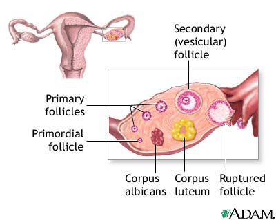 Follicle development
