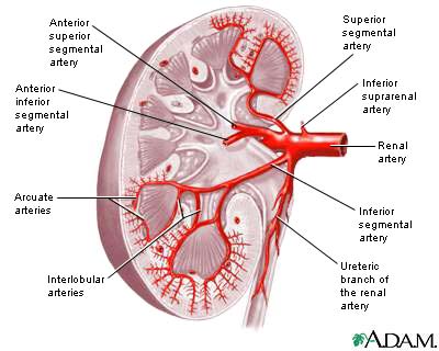 Kidney blood supply