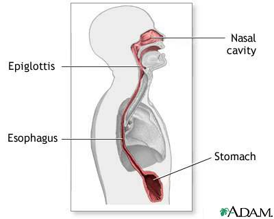 Esophagus